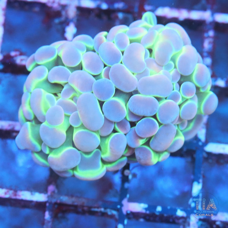 Hologram Hammer Blue