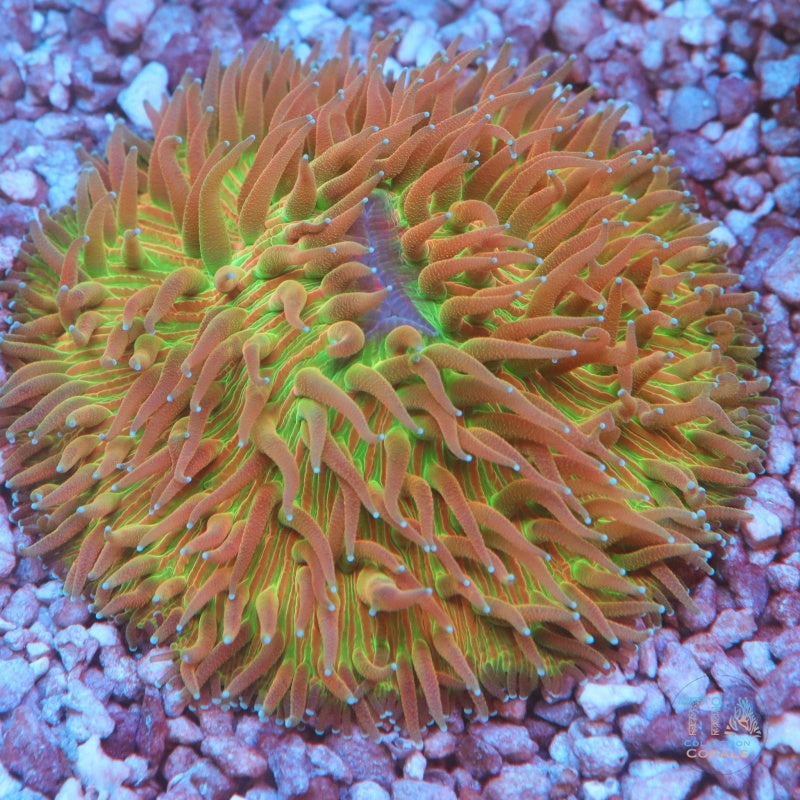 Coral placa arcoíris