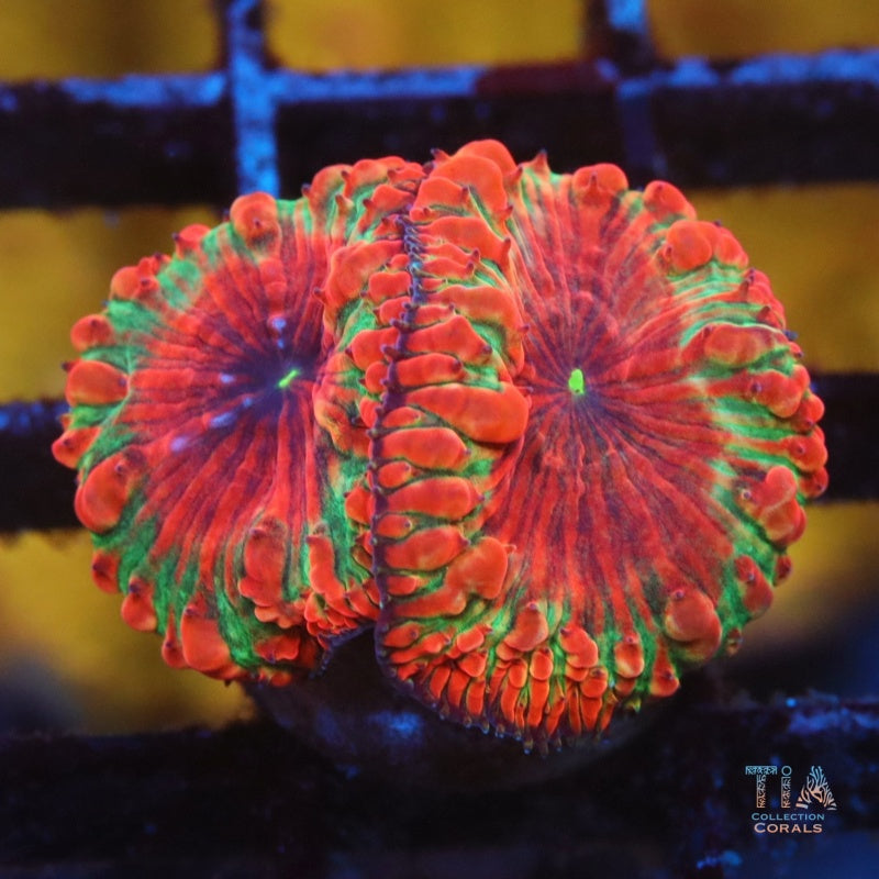 TIA Rainbow Blasto
