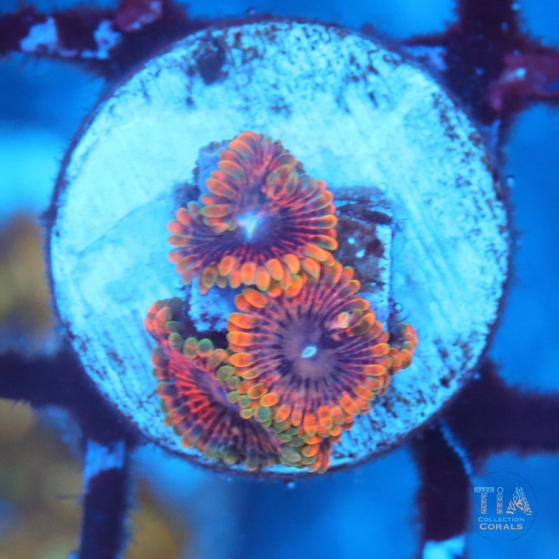 Zoanthids de pedos de hadas