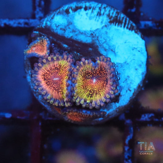 Death Star Zoanthias - Live Softies Coral for Sale | TIA Coral