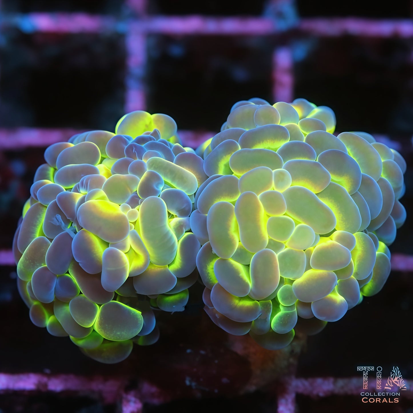 Two Head Hologram Hammer