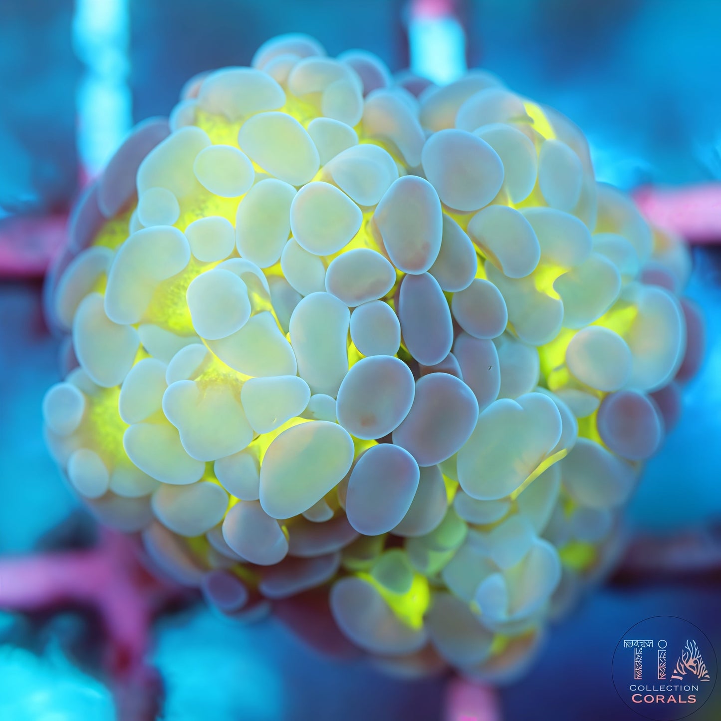 Jelly Glow Hammer