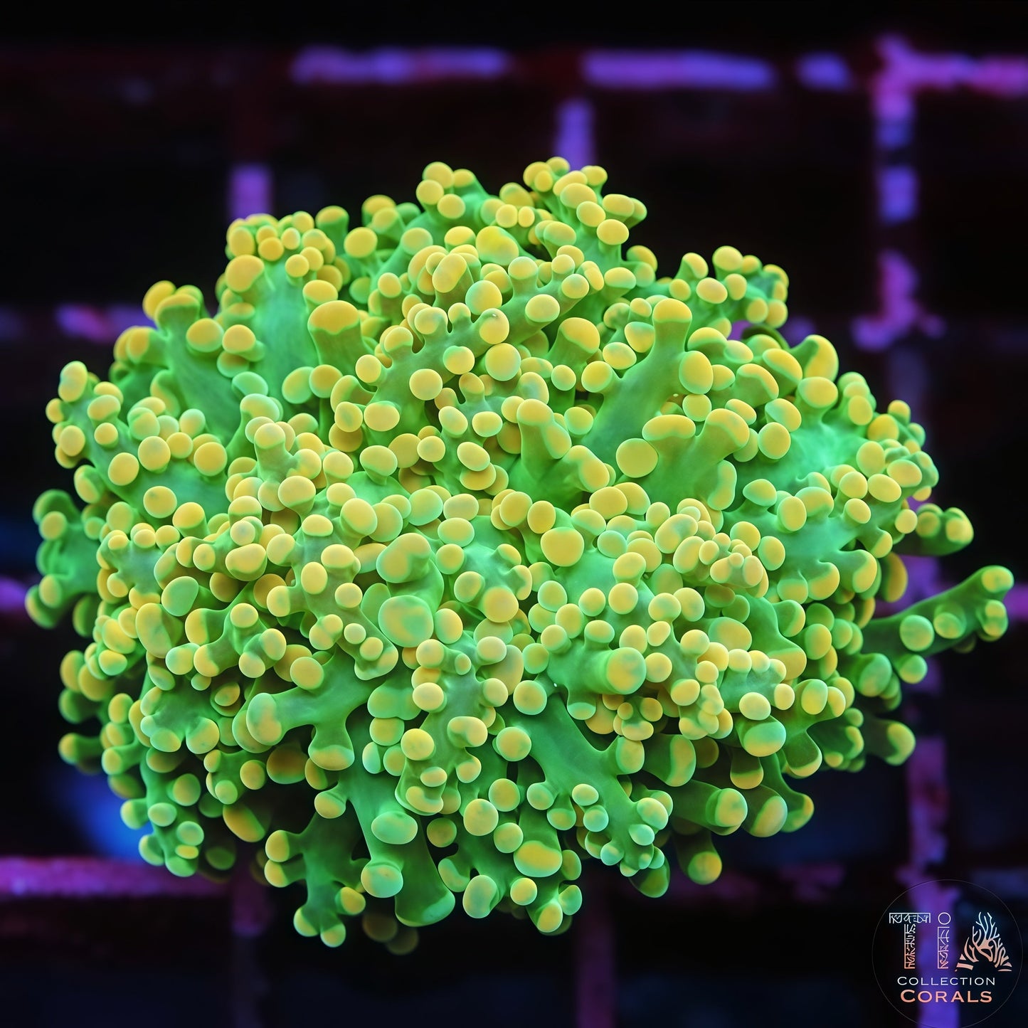 Jungle Spark Frogspawn
