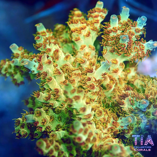 TIA Sunfire Nectar mother colony under actinic reef lighting