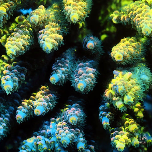 TIA Signature Chromaflair mother colony under actinic reef lighting