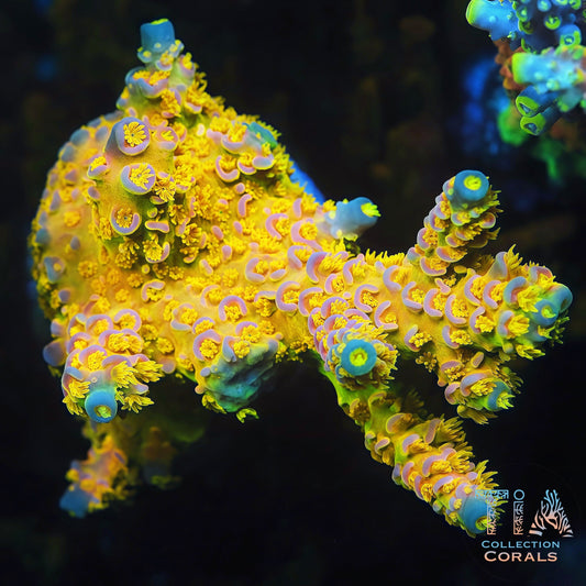 Big R Walt Disney Tenuis mother colony under actinic reef lighting