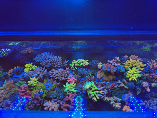A 7-Year SPS Reef Tank That’s Still Running (350 Gallons)