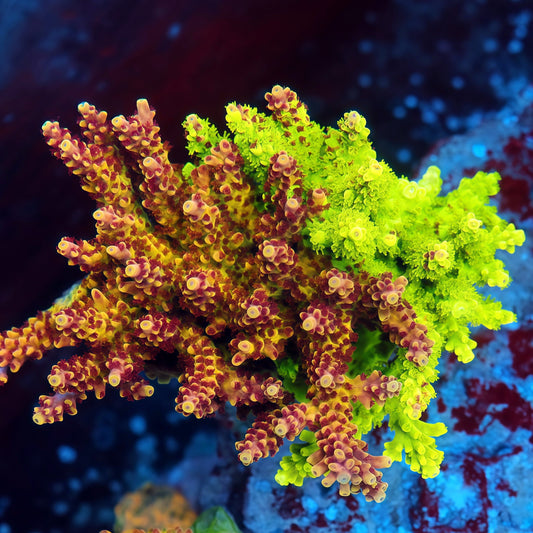 Jekyll & Hyde Grafted Acropora mother colony under actinic reef lighting