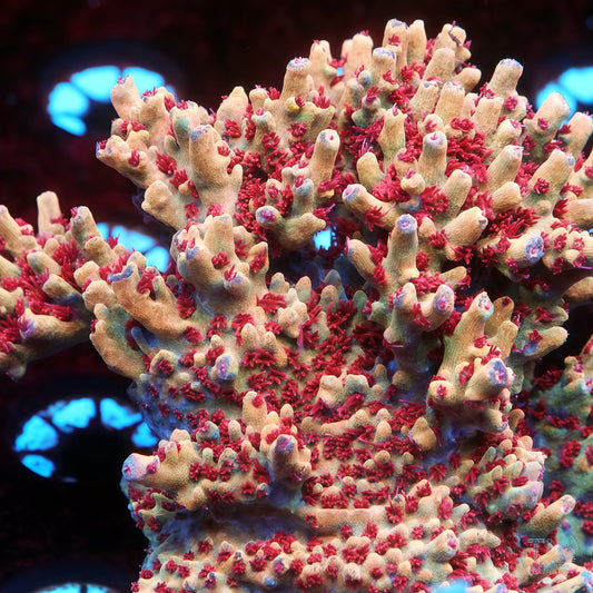 TIA Burning Phoenix Acropora mother colony under actinic reef lighting