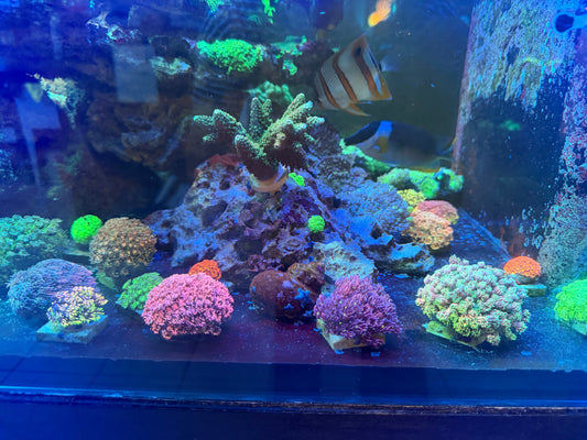 Pest Control in an SPS Tank: Dipping Is Not Enough
