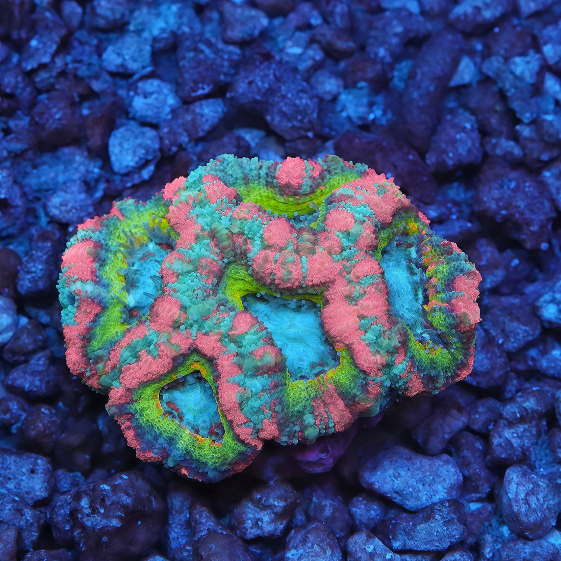 TIA Dubai Princess: The Rarest Pink Acan We've Seen in Decades