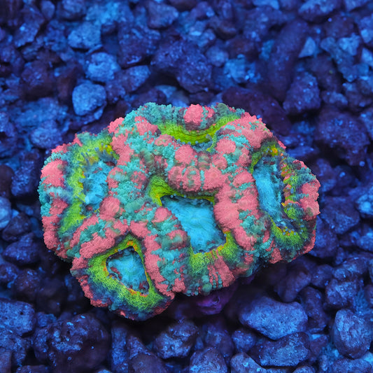 TIA Dubai Princess: The Rarest Pink Acan We've Seen in Decades