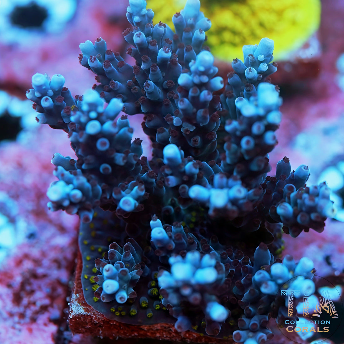 TIA Frosted Blueberry mother colony under actinic reef lighting