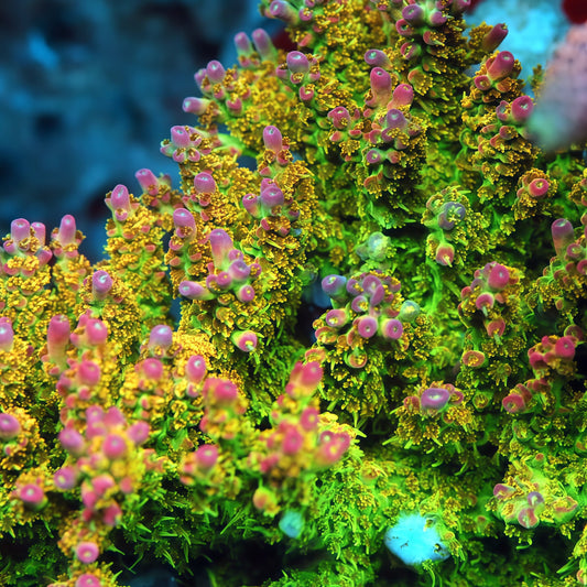 TIA Tropical Fairy Millepora mother colony under actinic reef lighting