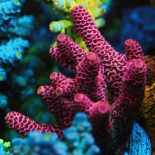 TIA Strawberry Fields Millepora mother colony