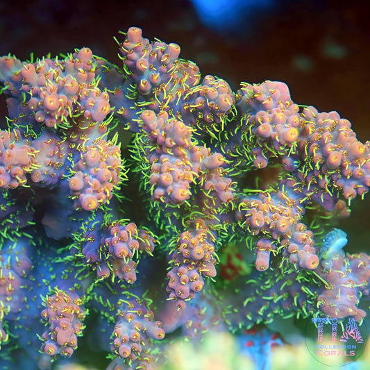 TIA Bamboo Spark Acropora mother colony under actinic reef lighting