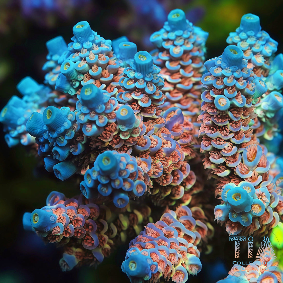 TIA Signature Iceflower mother colony under actinic reef lighting