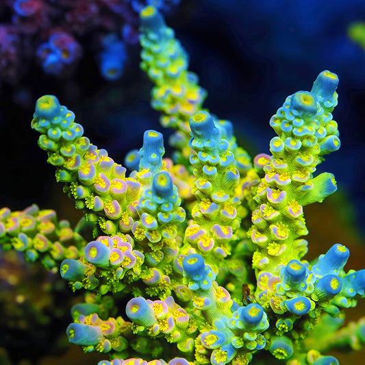TIA Luma King Acropora mother colony under actinic reef lighting