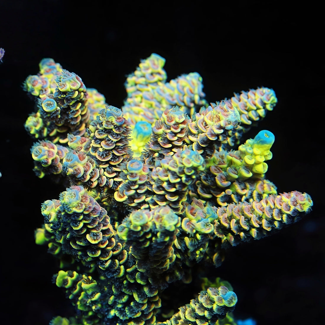 TIA Neon Mosaic mother colony under actinic reef lighting