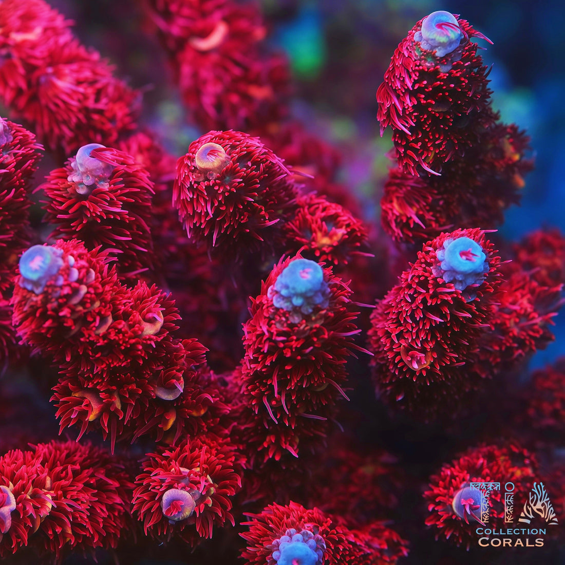 TIA Ruby Red Millepora mother colony under actinic reef lighting