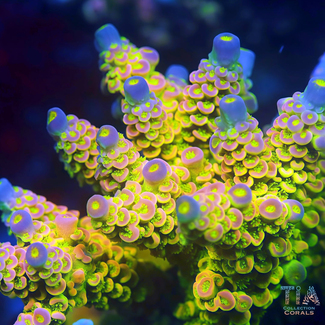 TIA Signature Macaron Sakura Tenuis mother colony under actinic reef lighting
