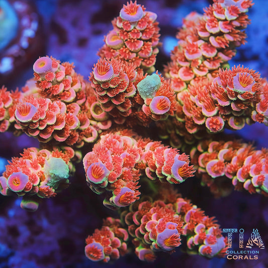 TIA Pink Sovereign Tenuis mother colony under actinic reef lighting