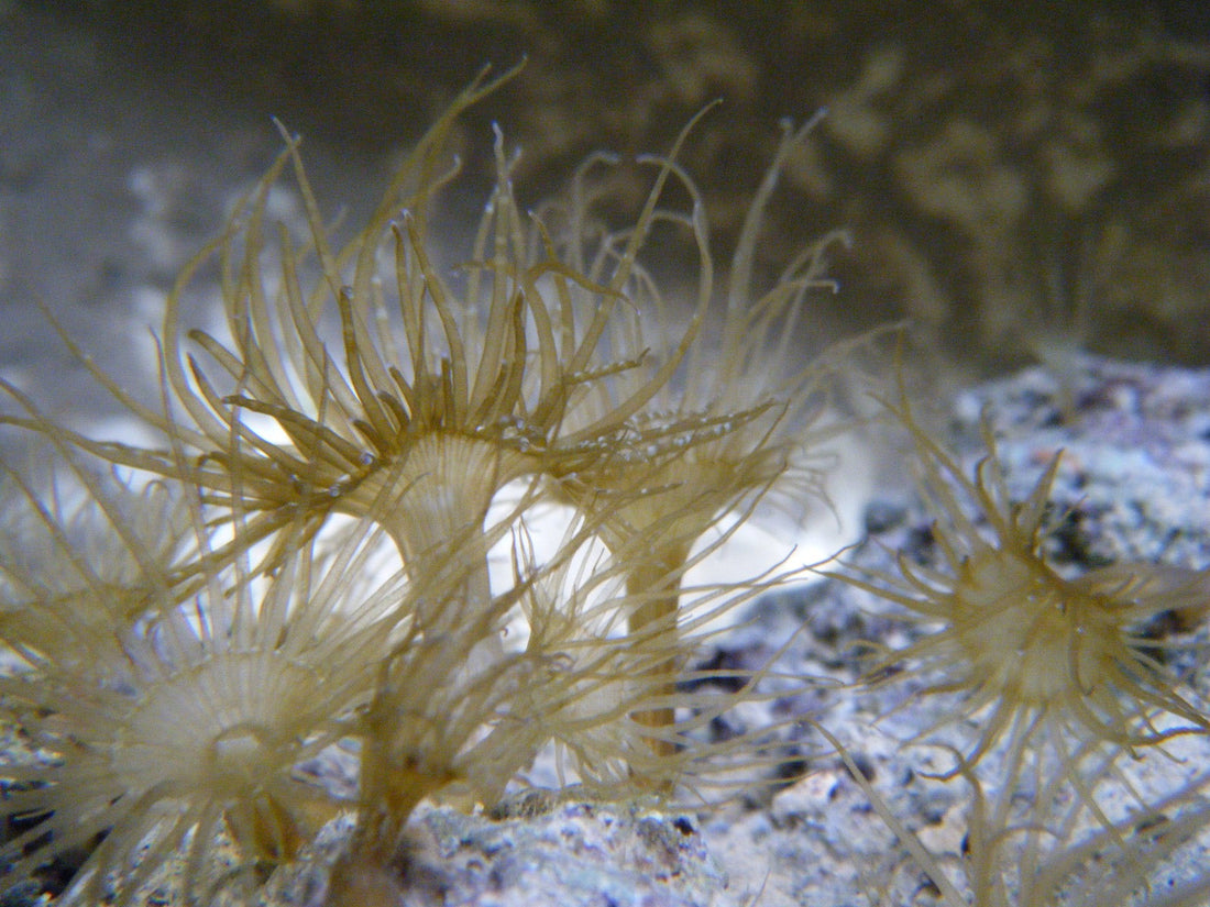 Cluster of Aiptasia glass anemones with long translucent tentacles growing on rock