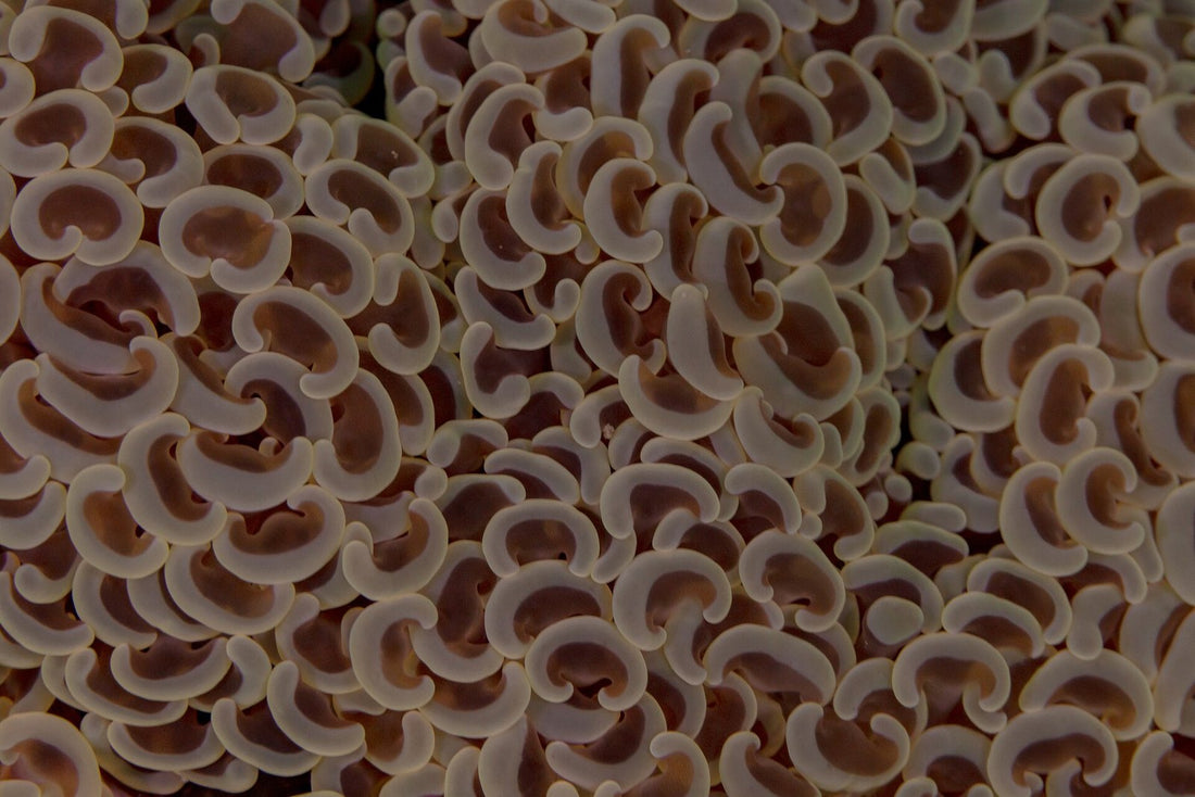 Hammer coral Euphyllia ancora with anchor-shaped tentacle tips