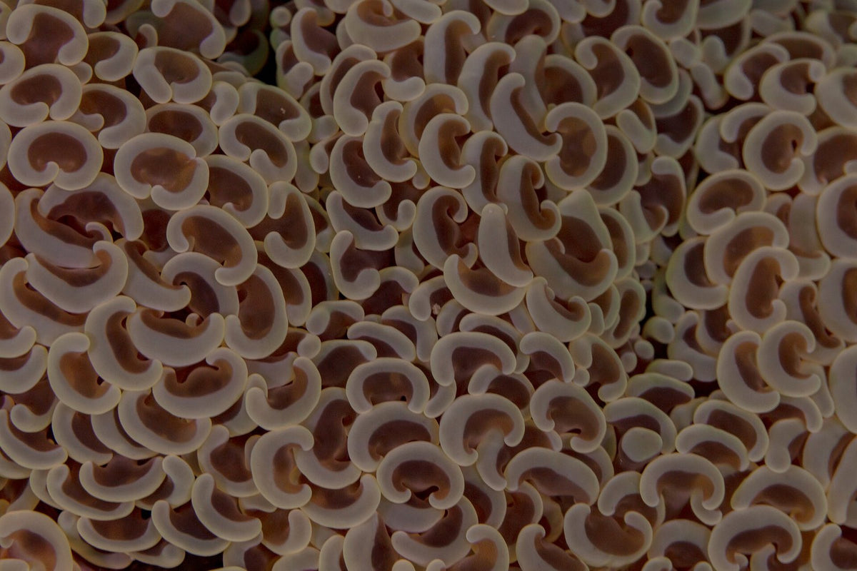 Hammer coral Euphyllia ancora with anchor-shaped tentacle tips