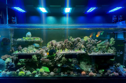 A 7-Year SPS Reef Tank That’s Still Running (350 Gallons)