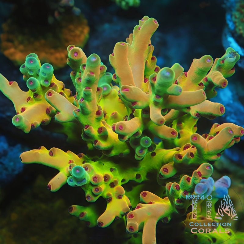 TIA Jawlock Lokani mother colony under actinic reef lighting