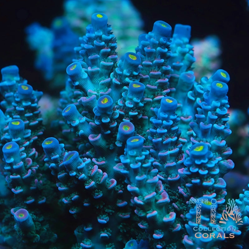 TIA Miami Vice Tenuis mother colony under actinic reef lighting