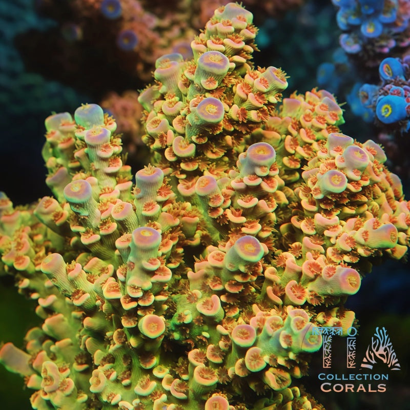 TIA Midas Touch Tenuis mother colony under actinic reef lighting