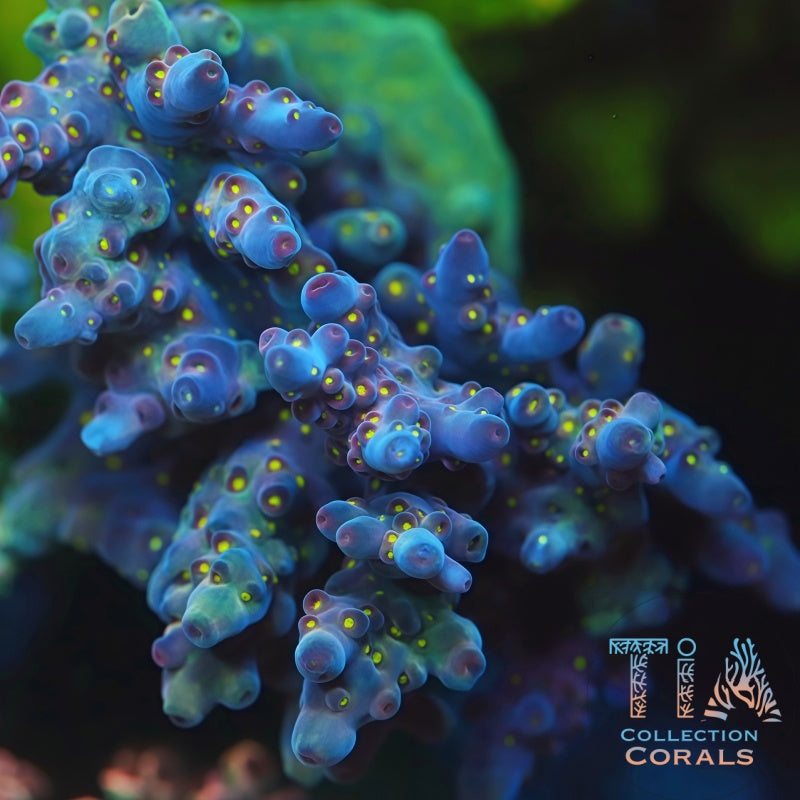 TIA Midnight Acropora mother colony under actinic reef lighting