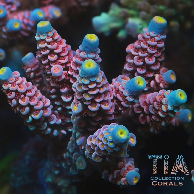 TIA Mirage Tenuis mother colony under actinic reef lighting