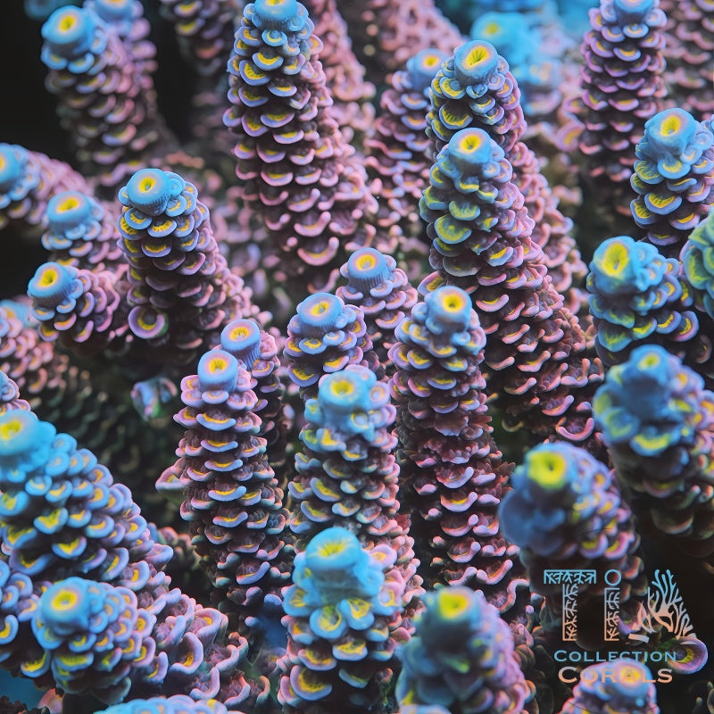 TIA Pink Daisy Tenuis mother colony under actinic reef lighting