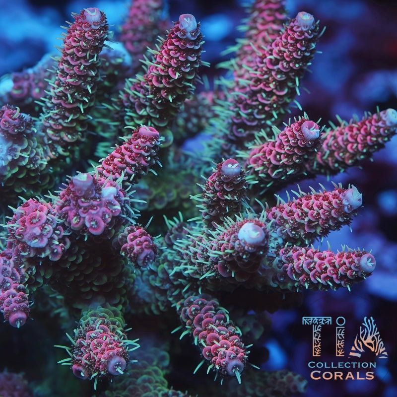 TIA Woolly Mammoth Millepora mother colony under actinic reef lighting