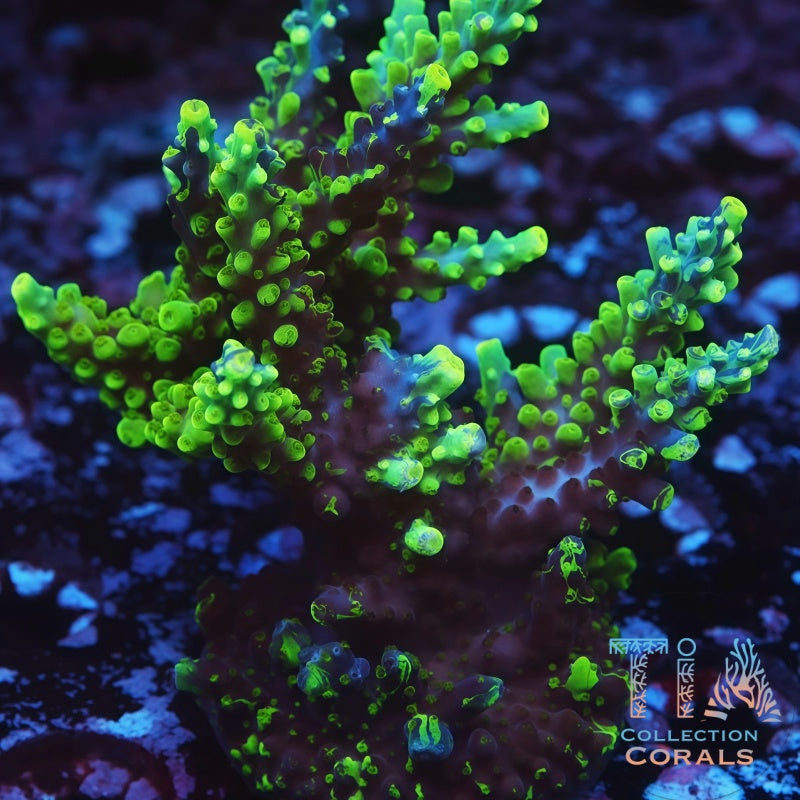 UW Oompa Loompa Splice mother colony under actinic reef lighting