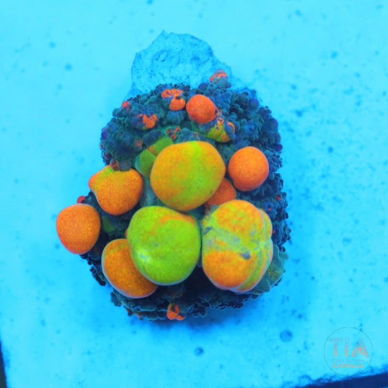 OG Bounce Mushroom - TIA Collection Corals