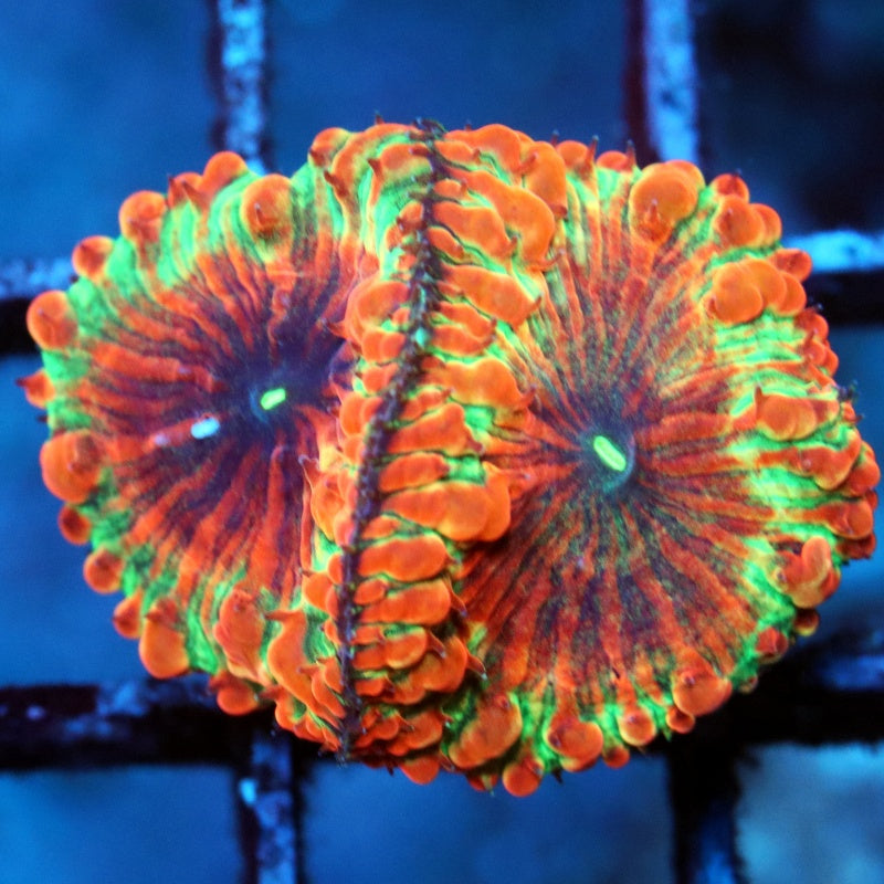High end corals 