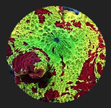 High end corals 