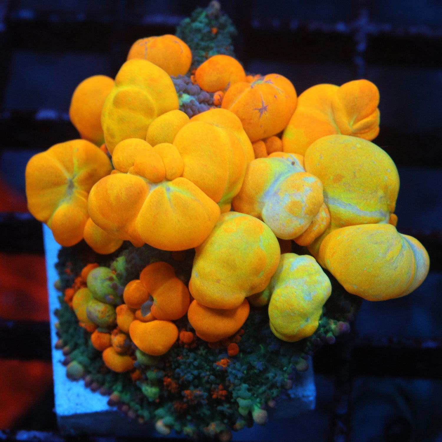 Mushroom Corals
