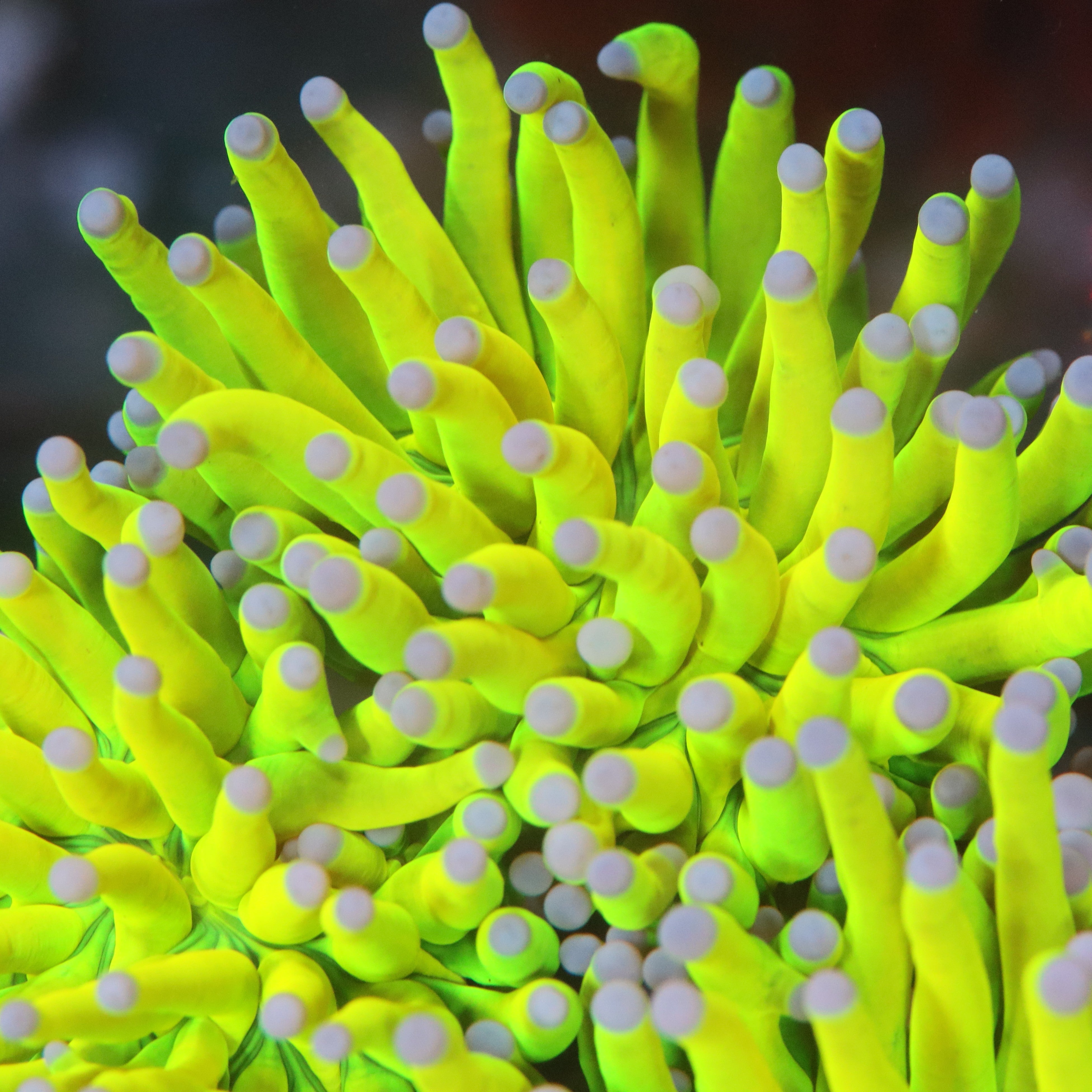 Ruby Red Pulsing Xenia RARE Softies Coral | Tia Coral – TIA Corals