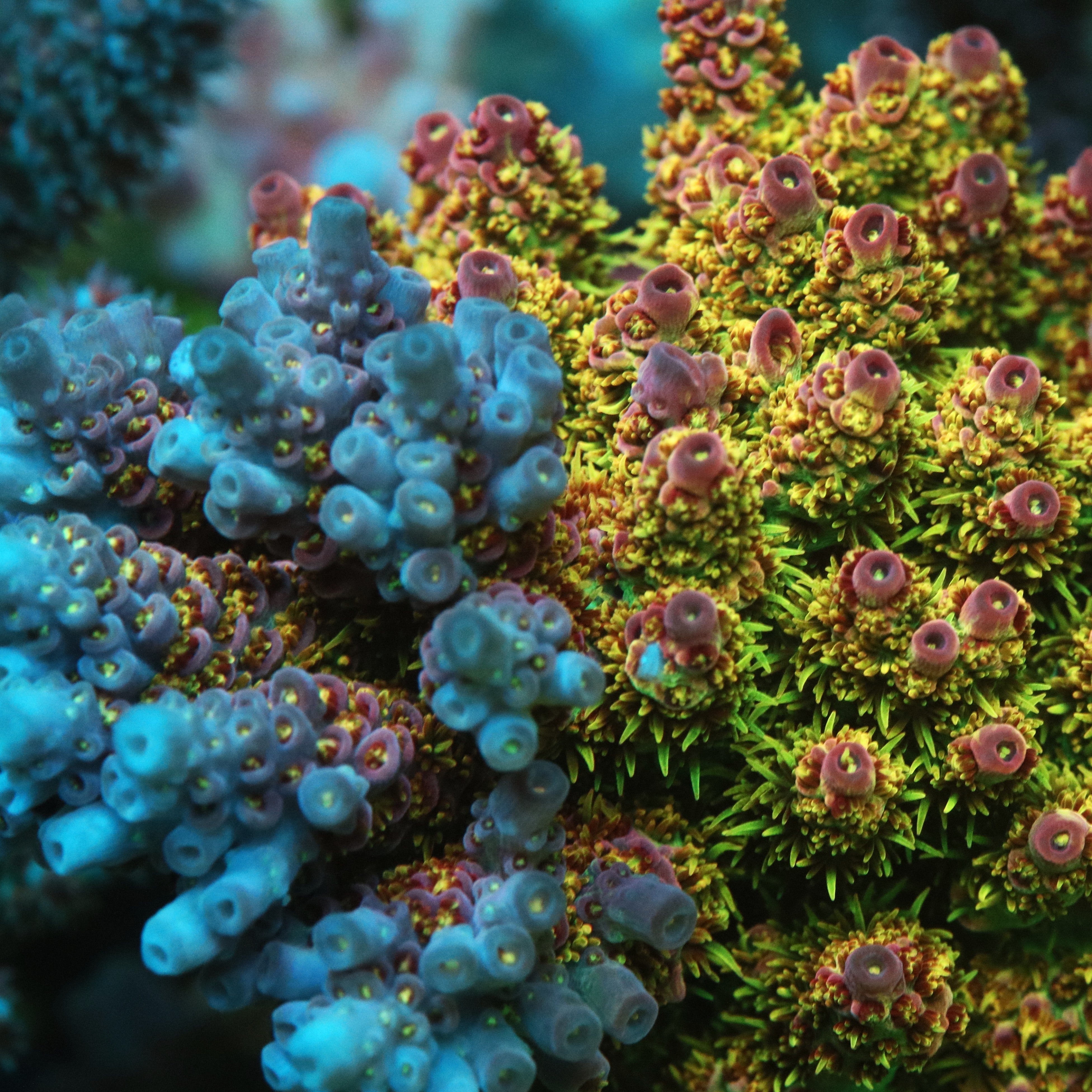 透明壳鹿角珊瑚（按订单切割） – TIA Corals