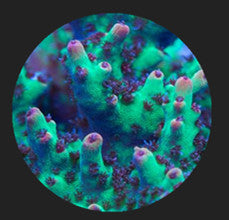 home grow frags captive grown