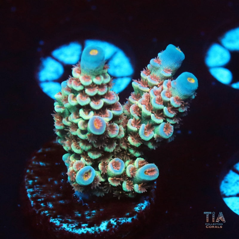 Acropora Corals