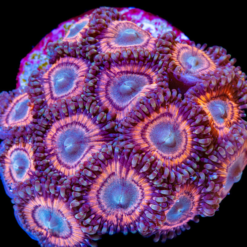 Zoanthids Corals