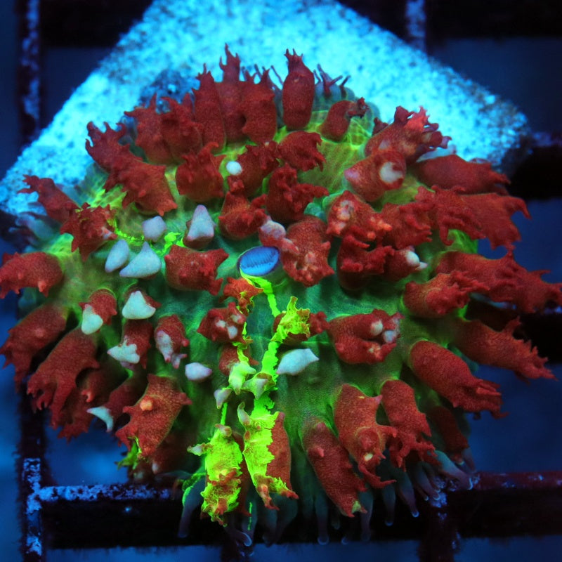 Zoanthids/mushroom/softies