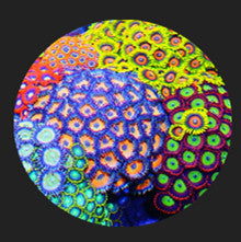 Zoanthids/mushroom/softies